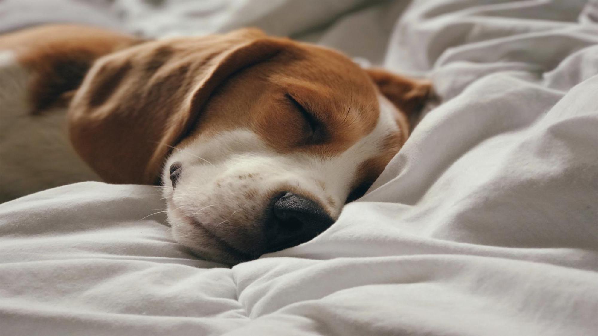 홀리데이 인 산토 도밍고 호텔 앤 스위트 산토도밍고 외부 사진 A dog sleeping